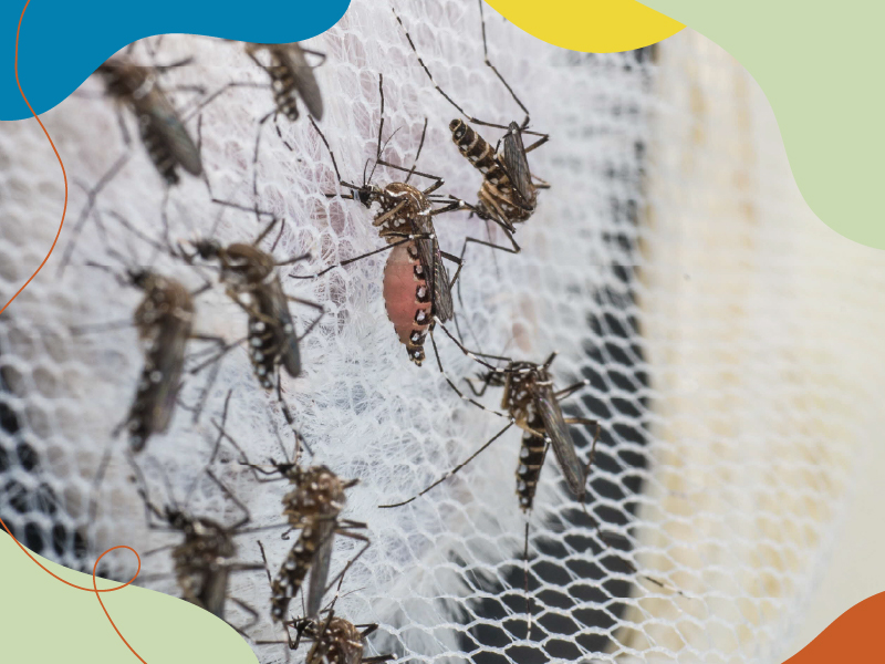 Behind-The-Scenes of Mosquito Factory for the Fight against Dengue